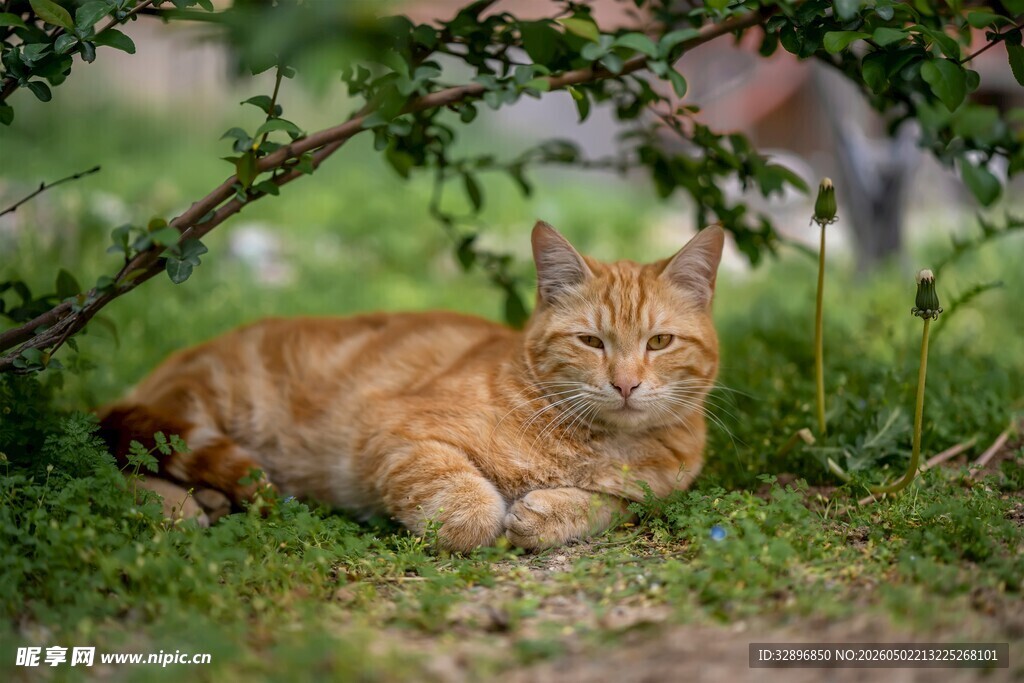草地上的橘猫