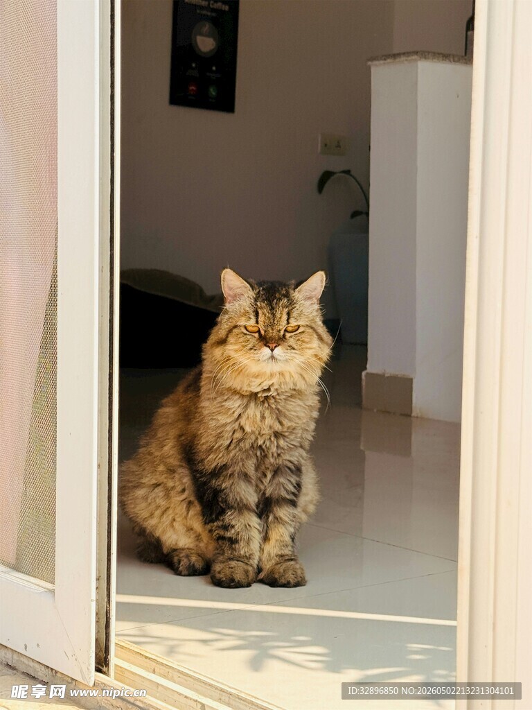 室内门边的可爱猫咪