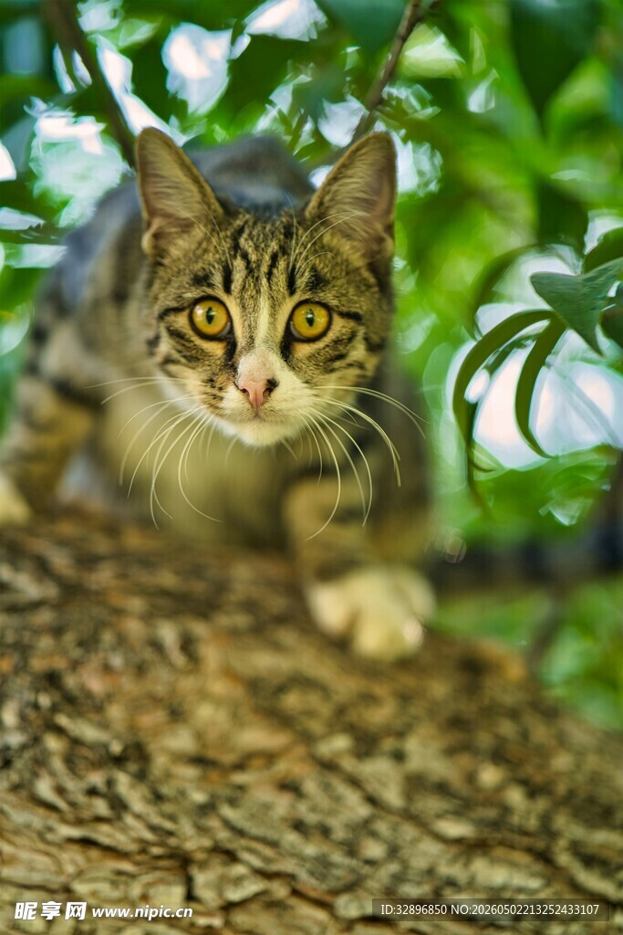 树上萌猫