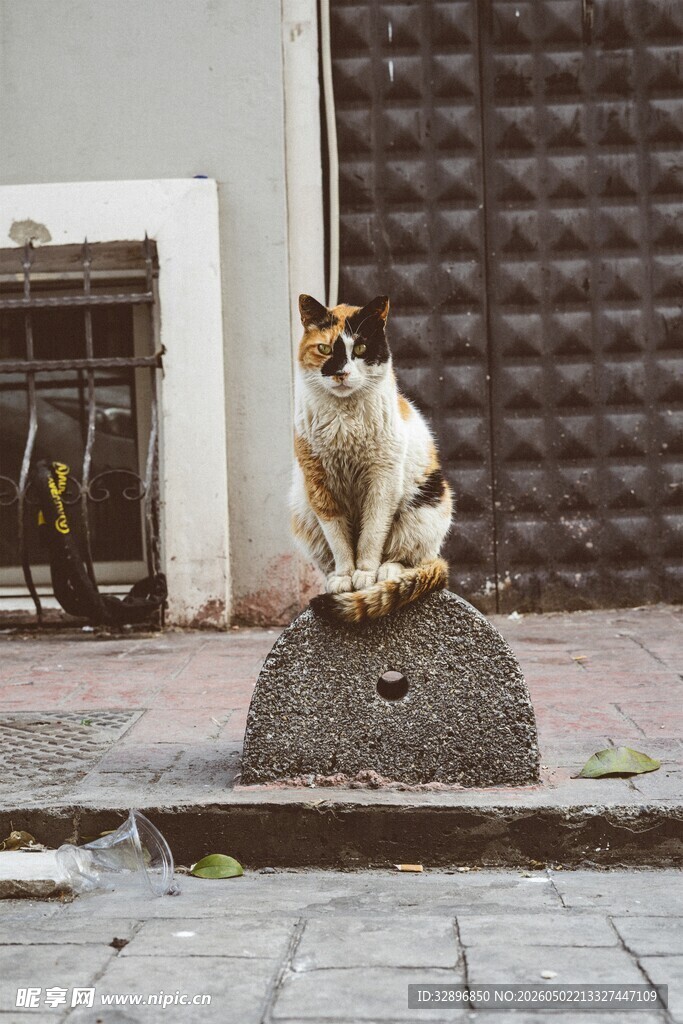街头猫咪坐于石墩