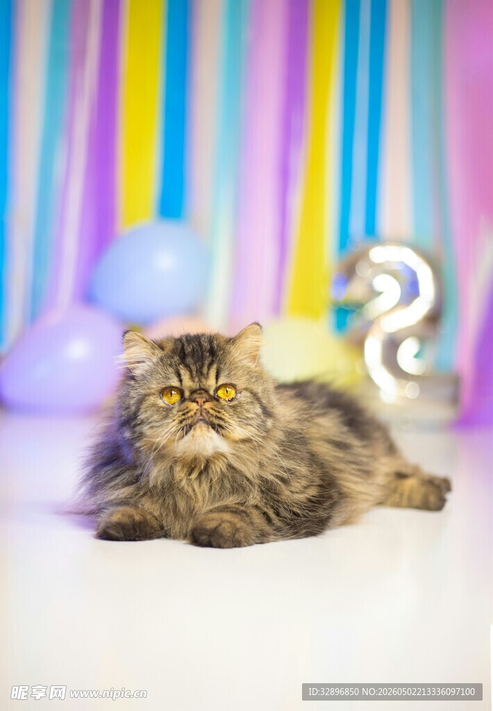 萌态缅因猫卧于多彩背景