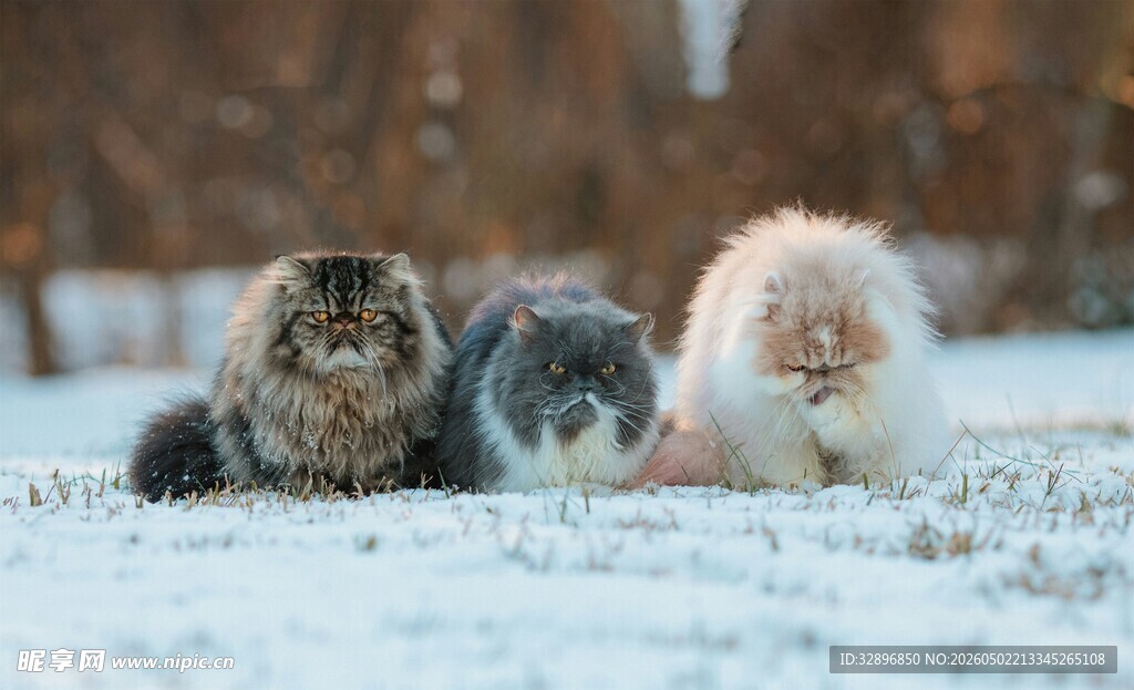 雪地中的三只可爱猫咪