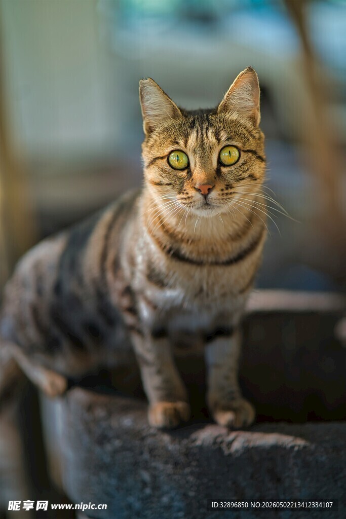 可爱虎斑猫蹲坐