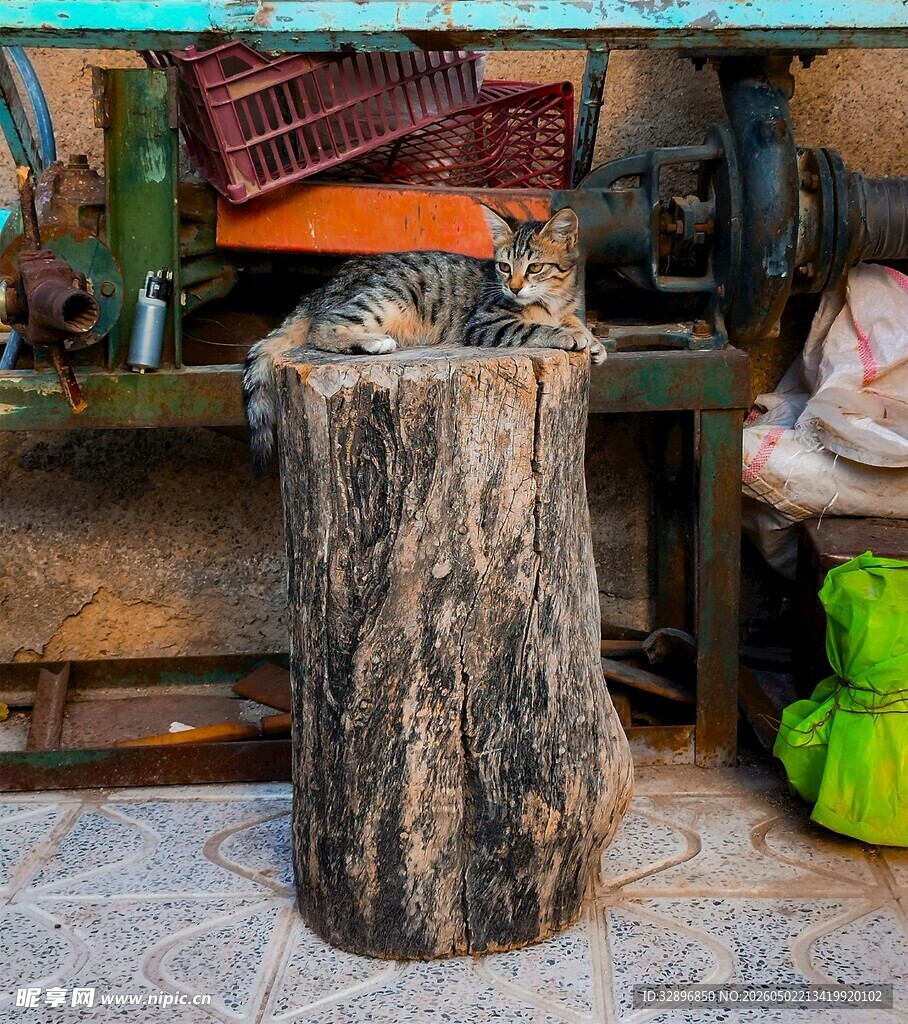 树桩上休憩的猫咪