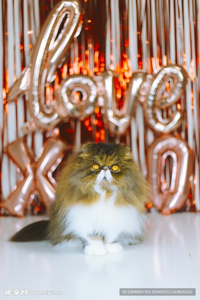 金猫卧于华丽装饰前