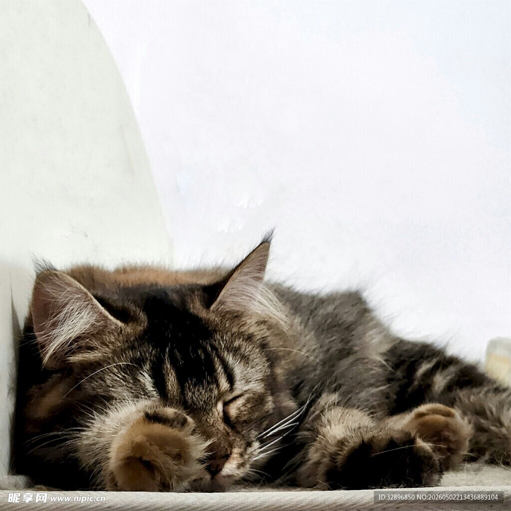 酣睡的长毛猫