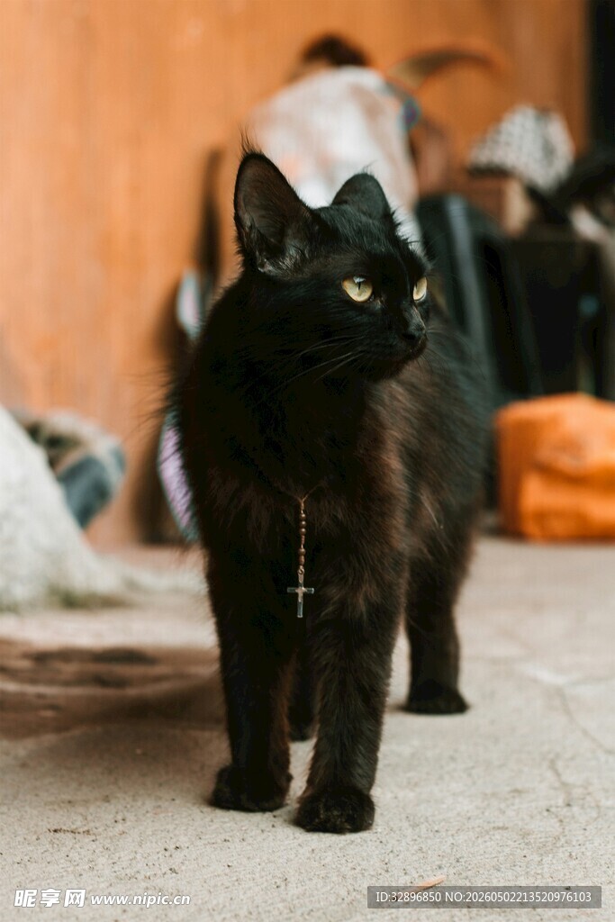 黑猫独行