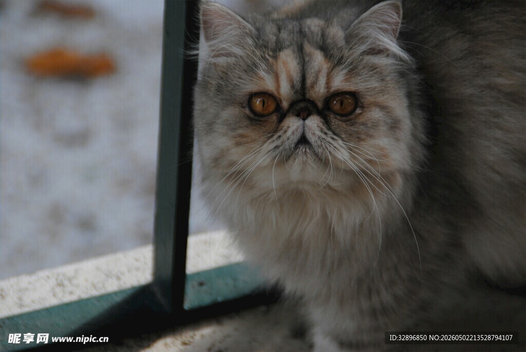 窗边长毛猫的忧郁凝望