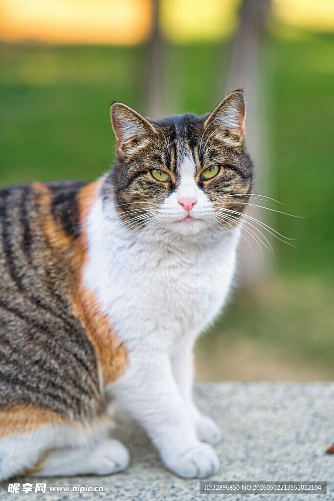 三色猫咪静坐在户外