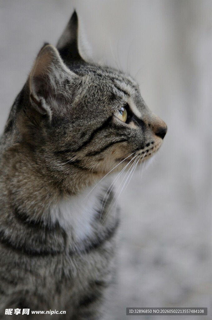 侧头凝视的可爱条纹猫咪
