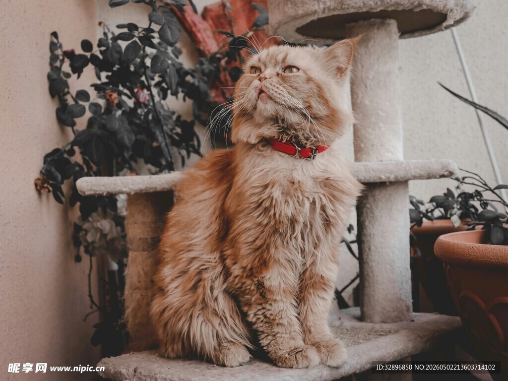 可爱长毛猫端坐猫爬架