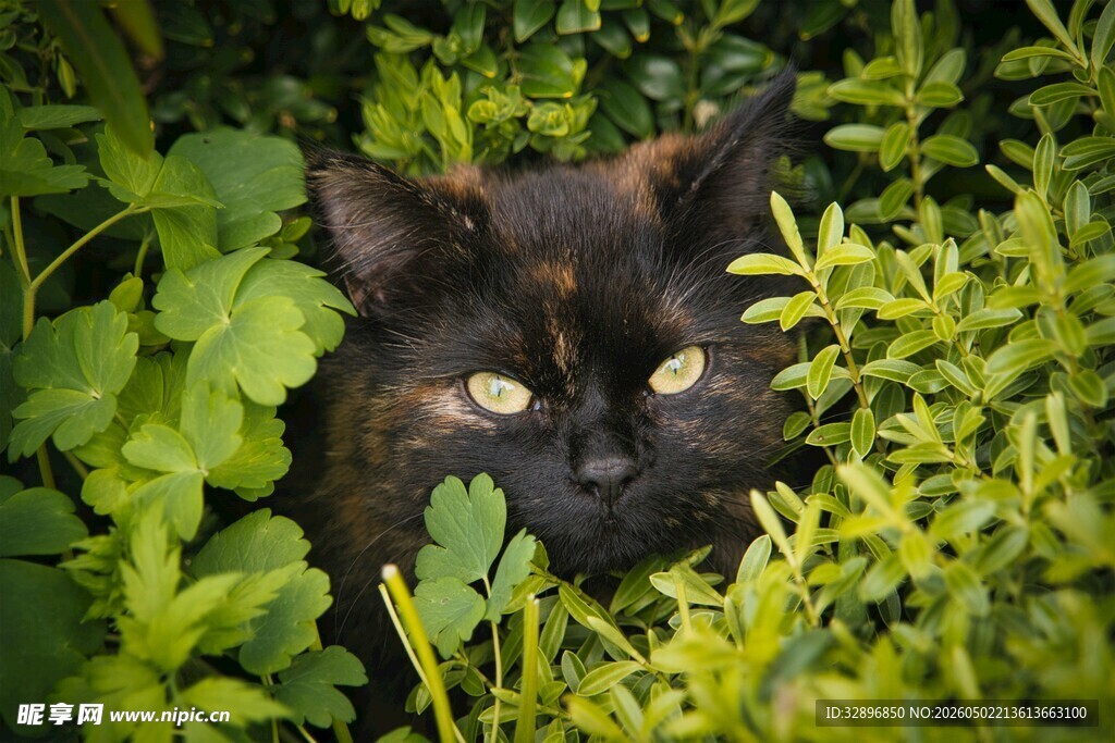 草丛中的黑猫