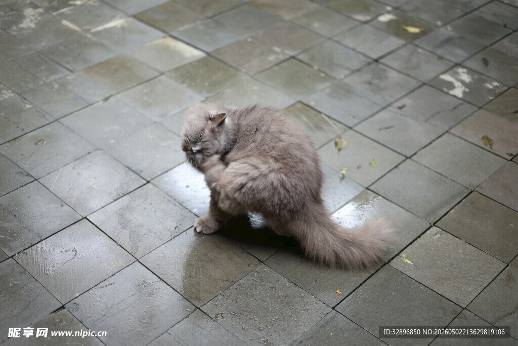 雨中猫咪独自蹲坐