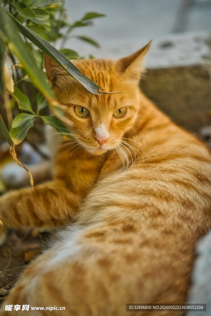 橘猫慵懒休憩于户外
