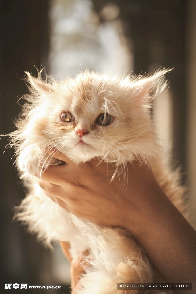 手托可爱长毛小猫