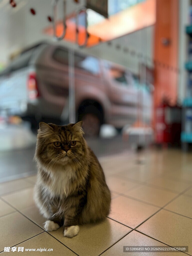 店内端坐的长毛猫咪