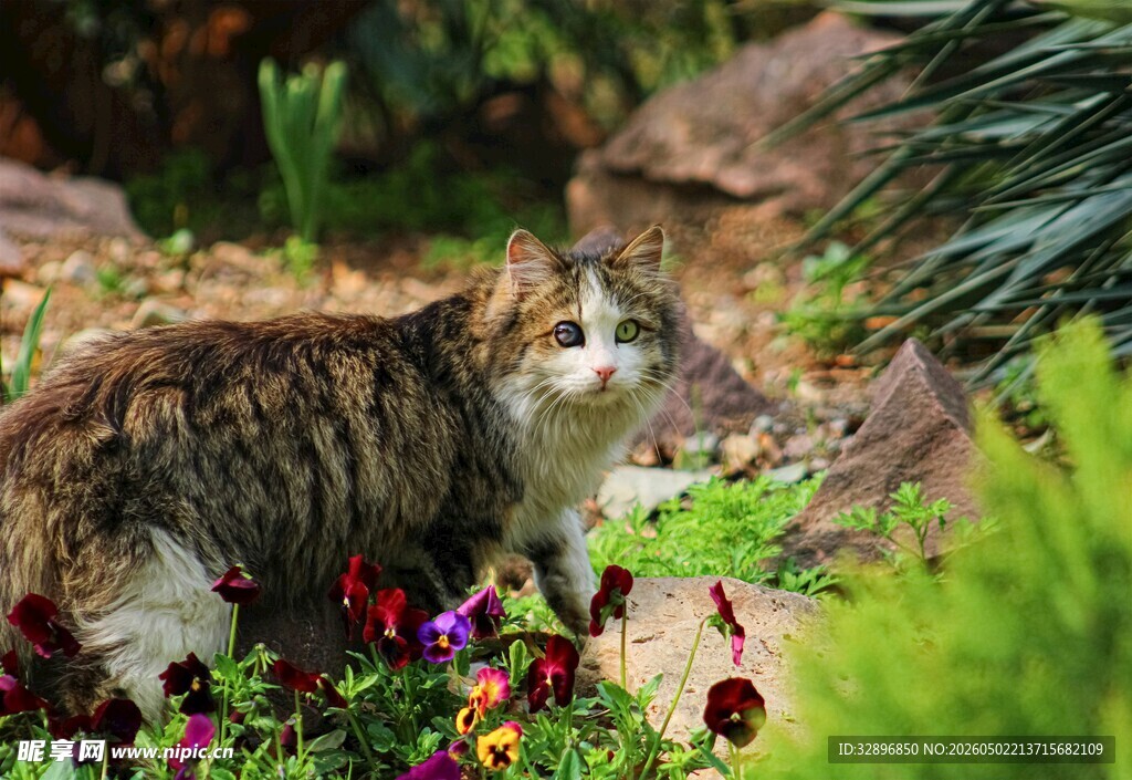 花园中的斑纹猫咪