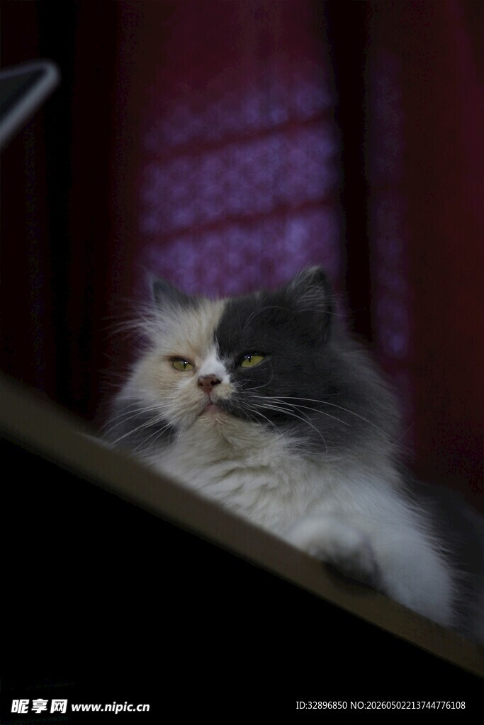 窗边萌猫