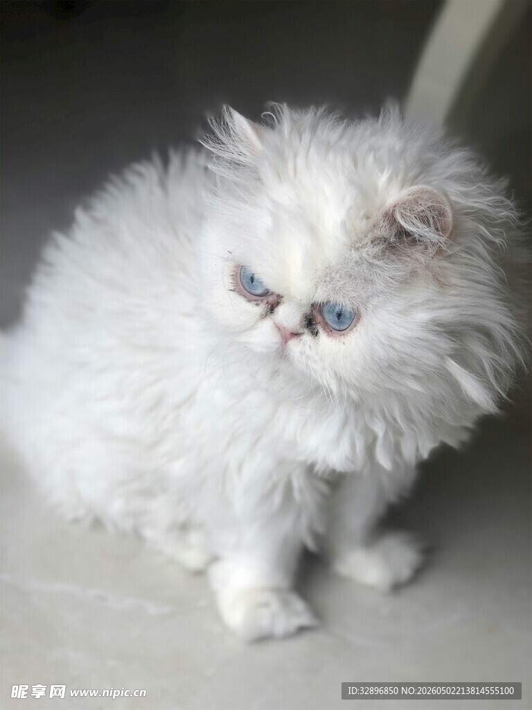 可爱白色波斯猫