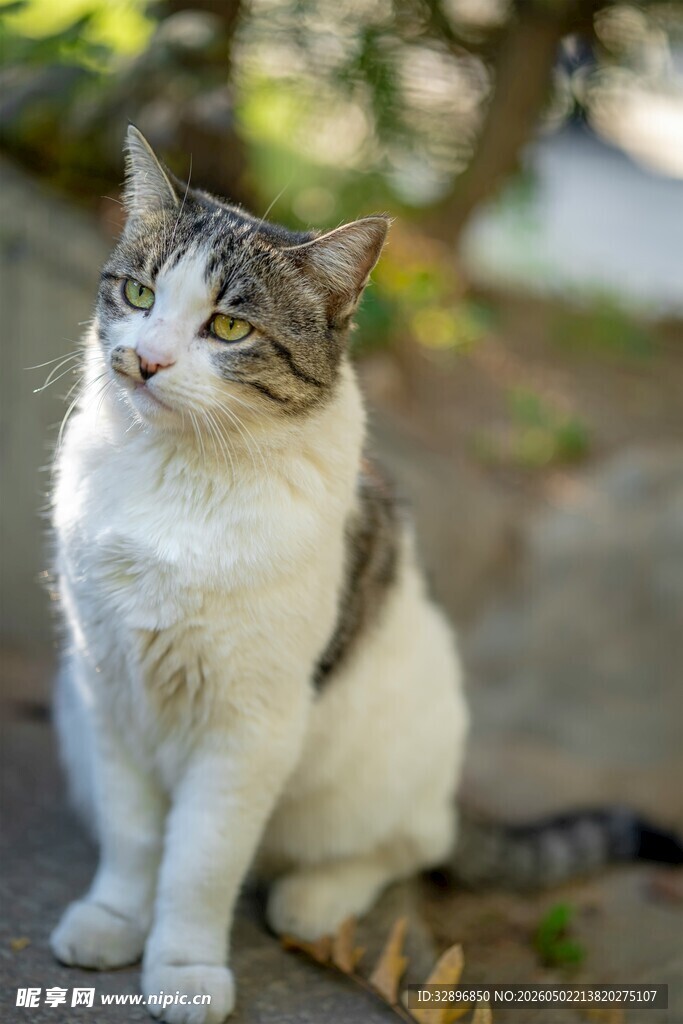 可爱猫咪户外休憩