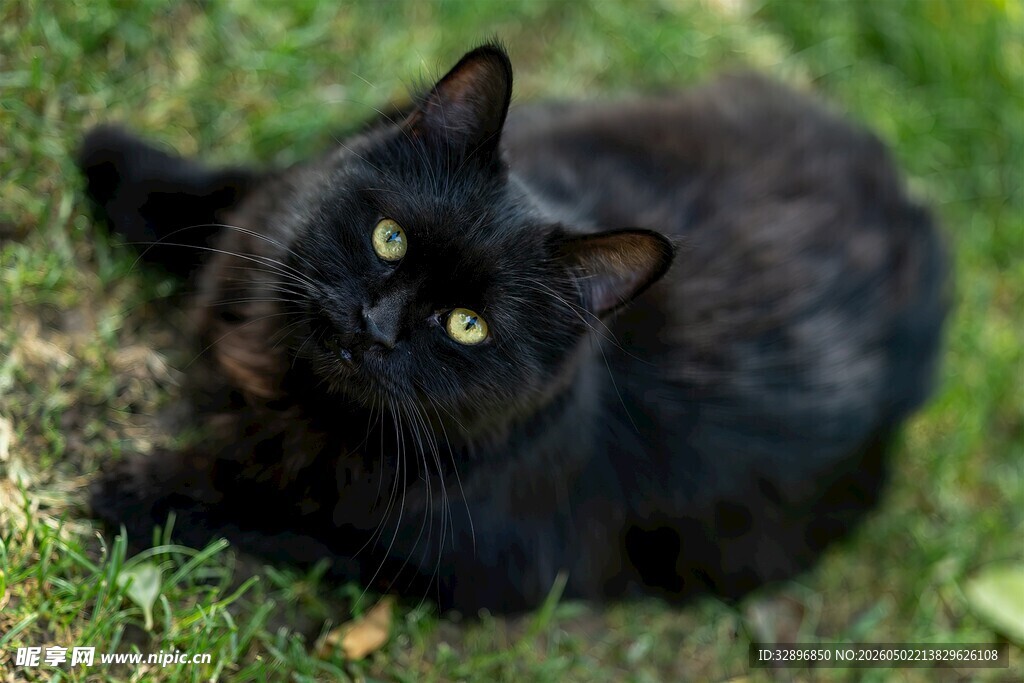 黑猫躺卧在翠绿草地上