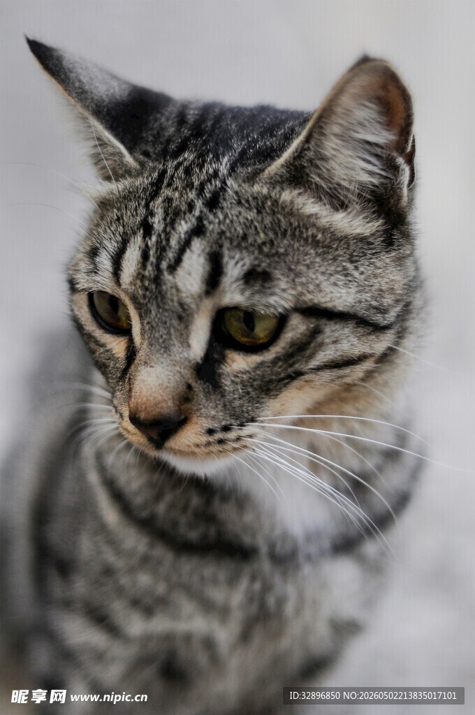 可爱斑纹猫咪特写