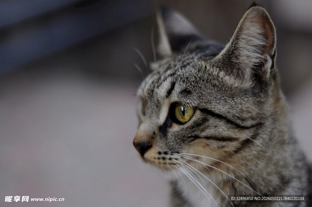 侧头凝视的斑纹猫咪