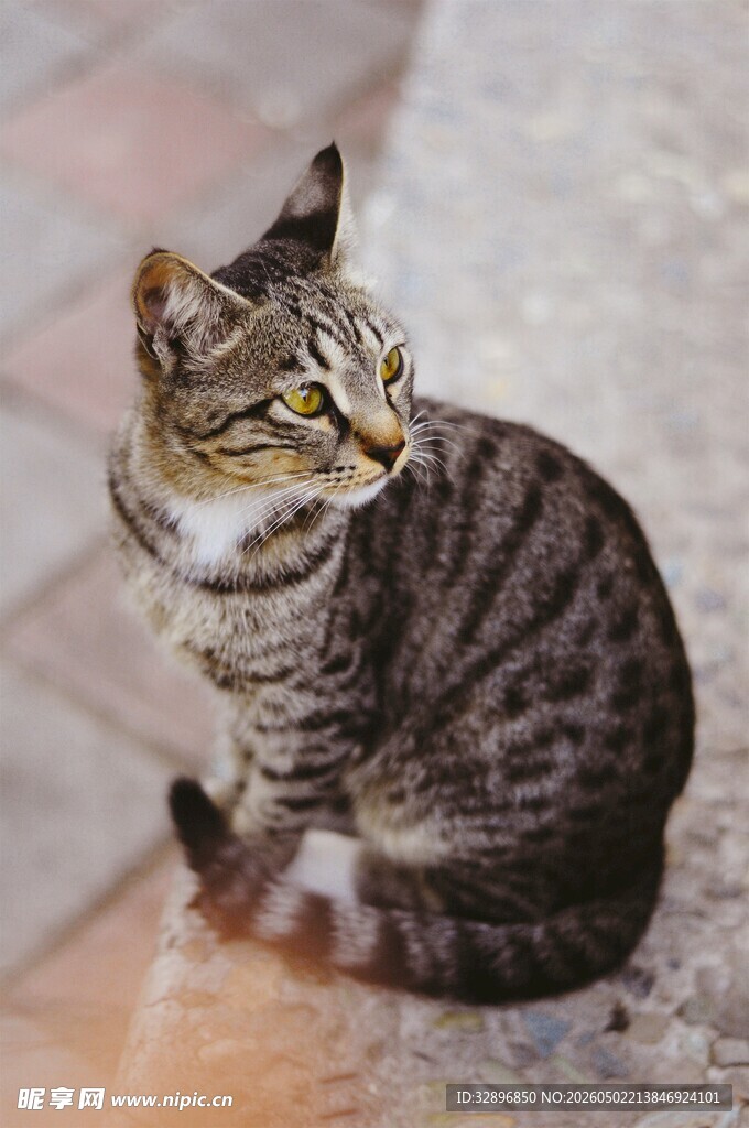 蹲坐的条纹猫咪