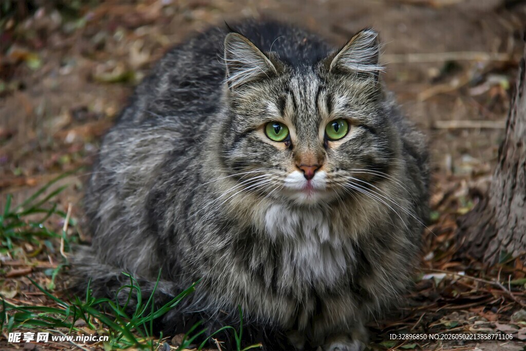 户外长毛猫的专注瞬间