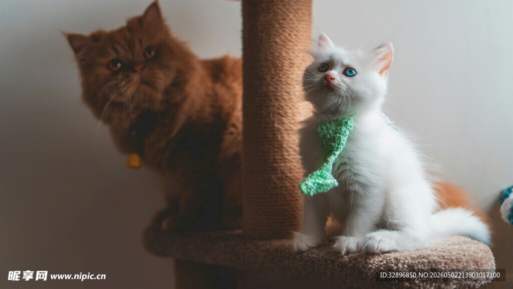 两只猫咪在玩乐