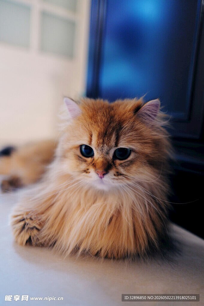 长毛美猫慵懒趴坐