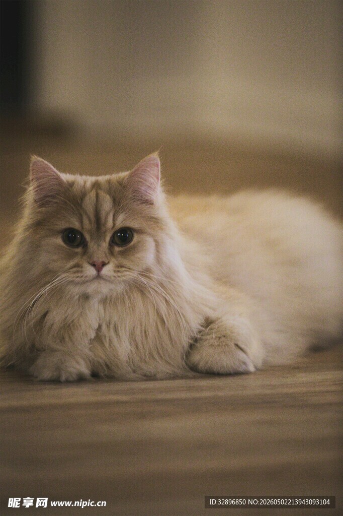 慵懒金渐层猫咪趴地