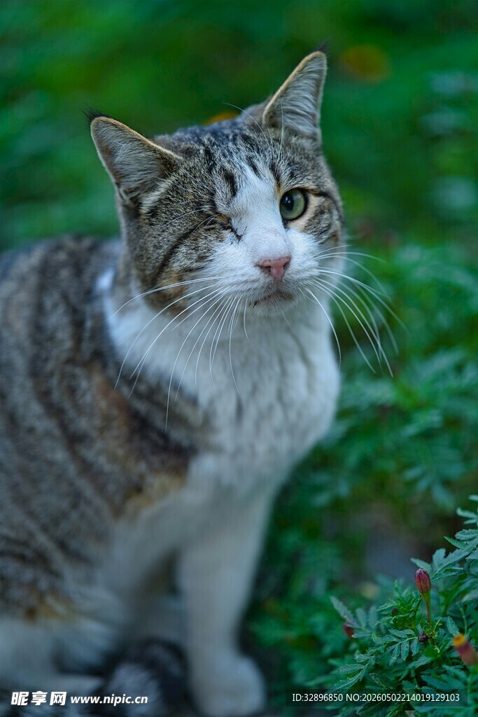 草地上的可爱猫咪