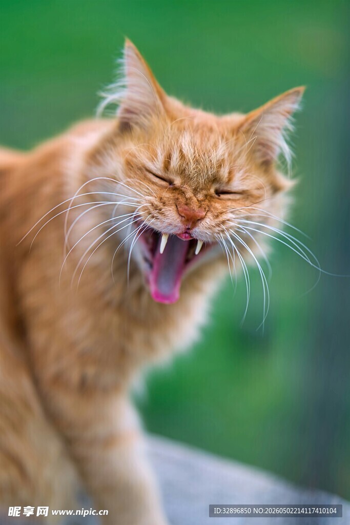 橘猫张嘴露齿表情凶狠