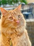 橘色长毛猫户外可爱模样