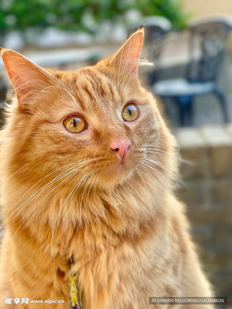 橘色长毛猫户外可爱模样