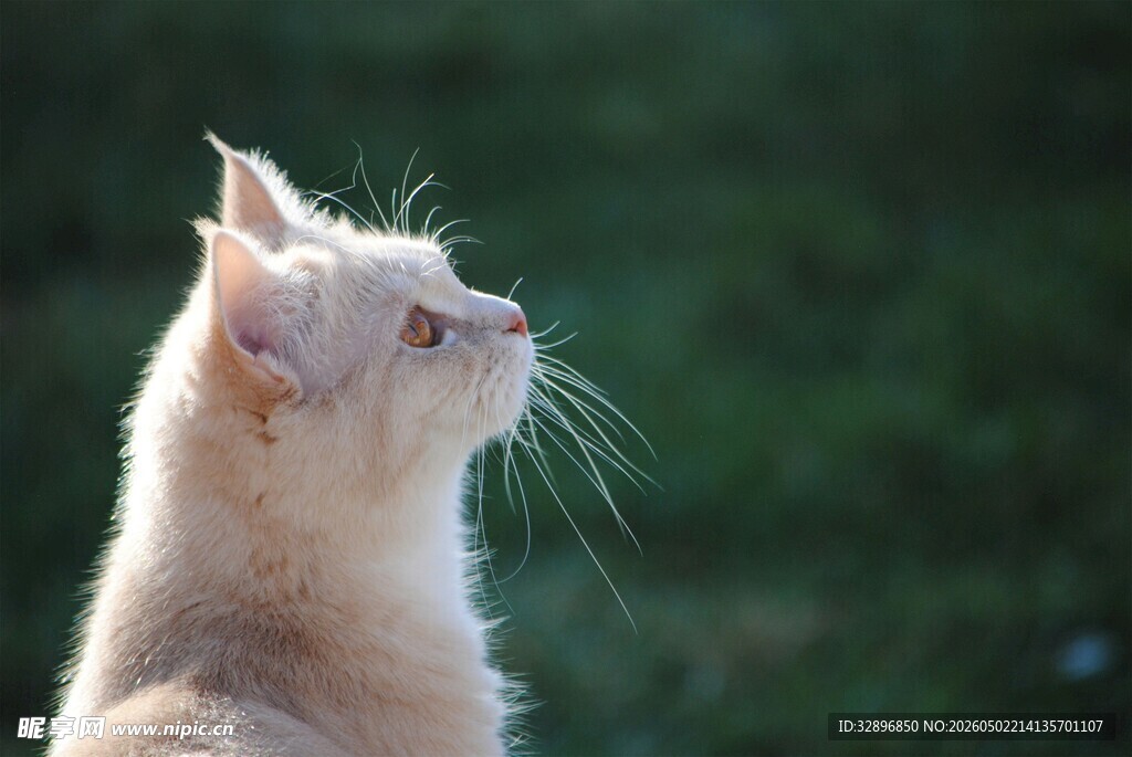 仰头的浅色猫咪