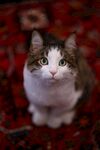 可爱猫咪端坐于花纹地毯