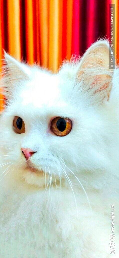 白色萌猫特写