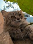 慵懒长毛猫惬意休憩