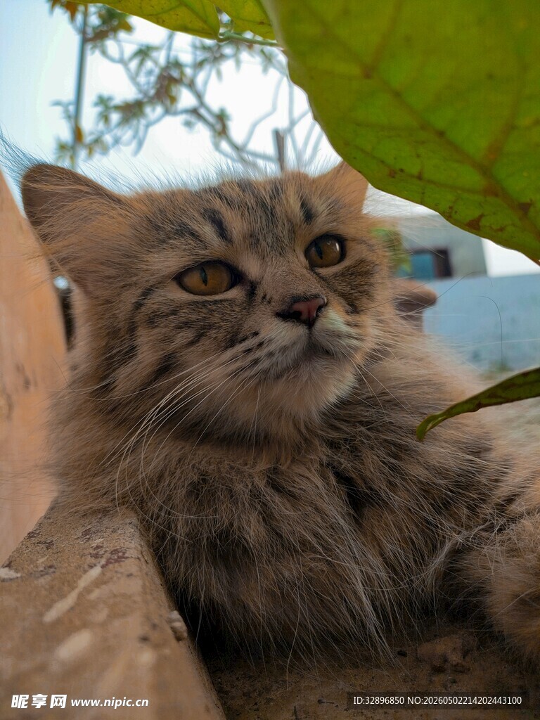 慵懒长毛猫惬意休憩