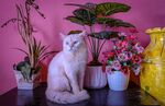 粉墙下猫咪与多彩花卉