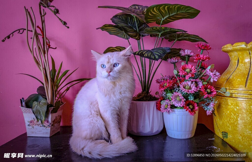 粉墙下猫咪与多彩花卉
