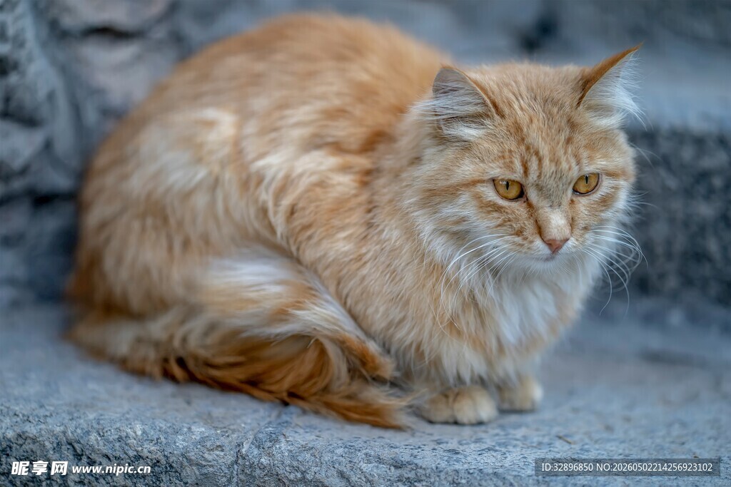 蜷坐的长毛橘猫