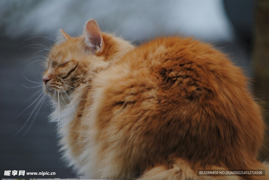 橘色长毛猫侧影
