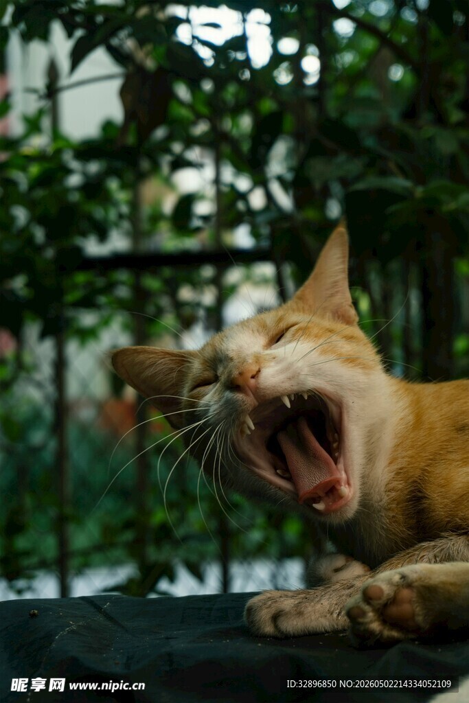 张嘴打哈欠的橘猫