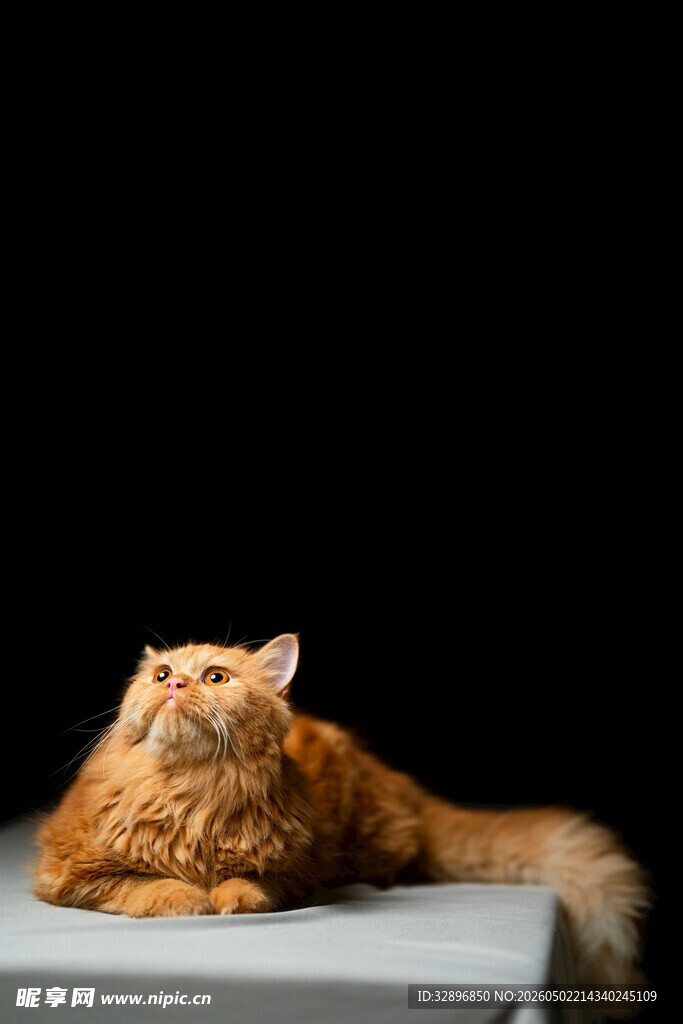橘猫慵懒趴于平台