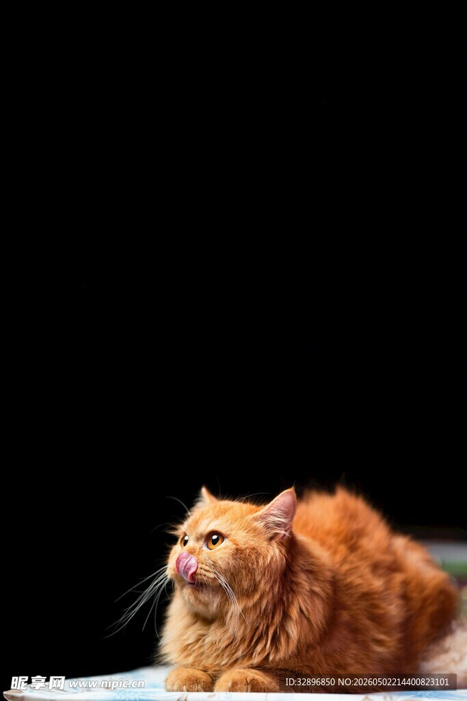 橘色长毛猫优雅趴卧