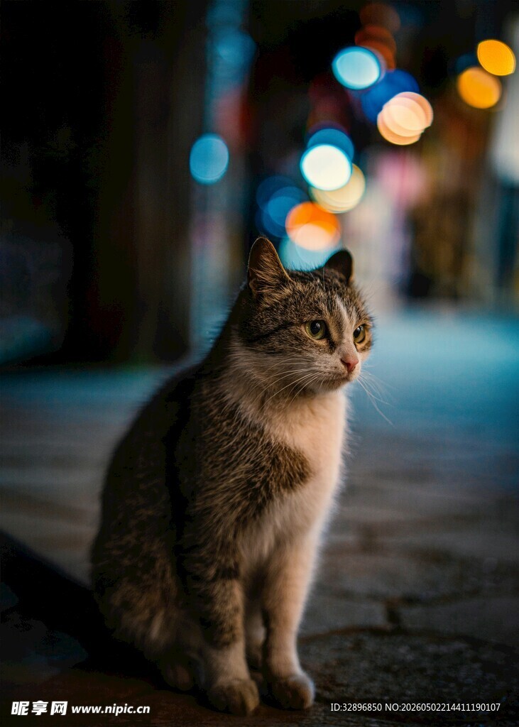 夜晚街边的独坐猫咪