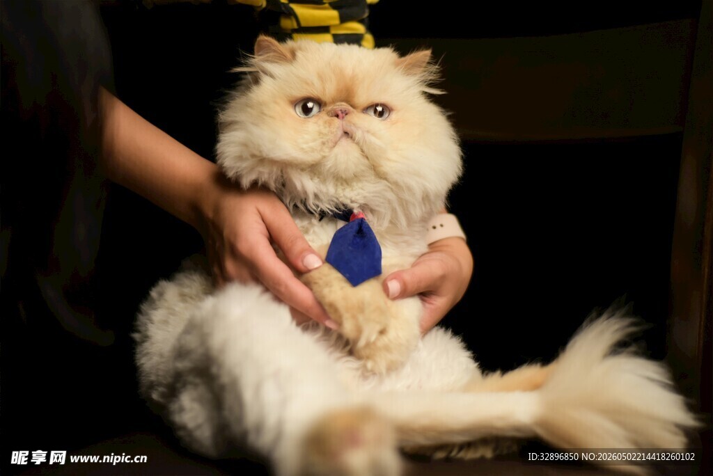 戴皇冠的可爱波斯猫